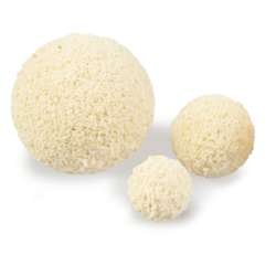 Boules éponges GERSTAECKER