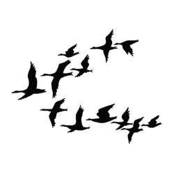 Lavinia Stempel, Ducks