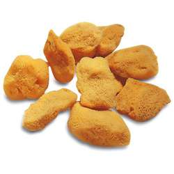 Eponges naturelles aquarelle 