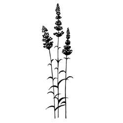 Tampon Lavinia, Lavender