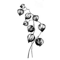 Tampon Lavinia, Chinese Lantern