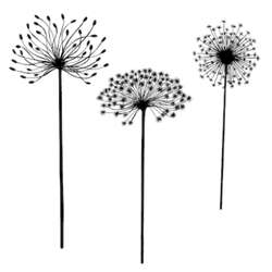Lavinia Stempel, Dandelions