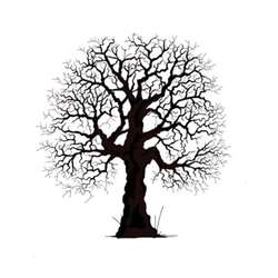 Tampon Lavinia, Oak Tree