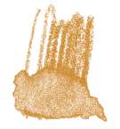 Crayon de couleur aquarellable Staedtler, Brun orange