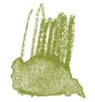 Crayon de couleur aquarellable Staedtler, Vert olive