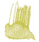 Crayon de couleur aquarellable Staedtler, Olive clair