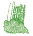 Crayon de couleur aquarellable Staedtler, Tilleul