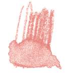 Crayon de couleur aquarellable Staedtler, Rose