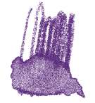 Crayon de couleur aquarellable Staedtler, Violet