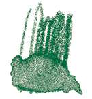 Crayon de couleur aquarellable Staedtler, Vert