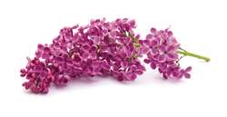 Lilas