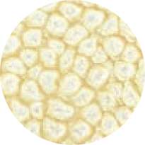 Peinture à effet Fantasy Prisme PÉBÉO, 45 ml, blanc coquille