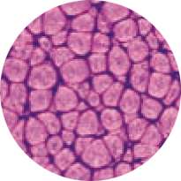 pébéo Fantasy Prisme, 45-ml, Perlmuttartiges Purpurviolett