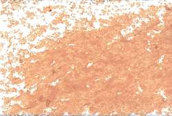 JAXON® 1000 Ölpastellkreiden, Einzelkreiden, Einzelkreiden d 18 mm, Neapelgelb rötlich