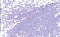 JAXON® 1000 Ölpastellkreiden, Einzelkreiden, Einzelkreiden d 18 mm, Graurosa hell