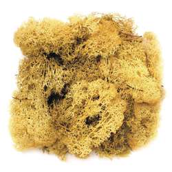 Mousse d´Islande GLOREX, 50 g, jaune