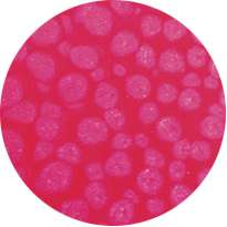 Peinture à effet Fantasy Prisme PÉBÉO, 45 ml, Rose fluo