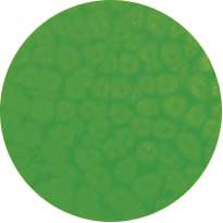 Peinture à effet Fantasy Prisme PÉBÉO, 45 ml, Vert fluo