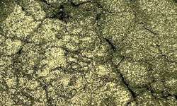 Olive Green (Colortricx), 16 g