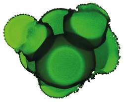 Encre à l'alcool Pinata Color, 15 ml, Lime green