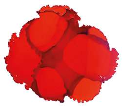 JACQUARD Pinata Color Alkoholtinte, 15 ml, CALABAZA ORANGE