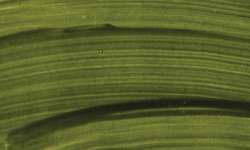 Peinture à l´eau fine végane SCHMINCKE HORADAM® Naturals, 15 ml, Vert teinturier