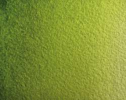 Vert de vessie - PG36 + PY139