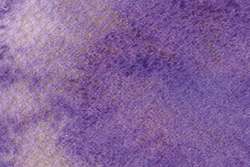 Violet clématite