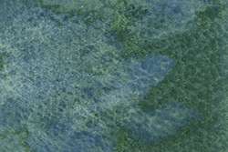 Gris vert échinops