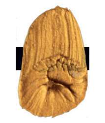 Peinture acrylique extra-fine Low Viscosity Tri-Art, 120 ml, Or interférence foncé - N/A