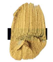 Peinture acrylique extra-fine Low Viscosity Tri-Art, 120 ml, Or interférence clair - N/A