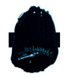 Peinture acrylique extra-fine Low Viscosity Tri-Art, 120 ml, Turquoise phtalo - PB15:3, PG7