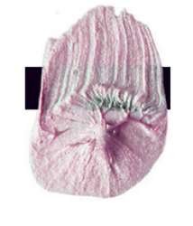 Peinture acrylique extra-fine Low Viscosity Tri-Art, 120 ml, Or rose - N/A