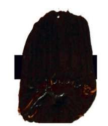 Tri-Art™ LOW VISCOSITY Acrylfarbe, 120-ml-Flasche, Sepia