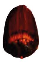 Orange doré - PO48, QScarlet, PBk7