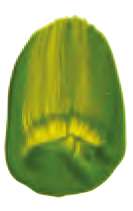 Or vert - PY150, PY3, PG36