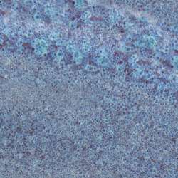 Speedball® Mid-Fire Glaze, Steinzeugglasur, 473 ml, Lavender Mist